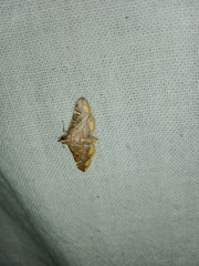 Prophantis adusta
