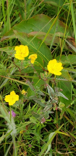 Image of Oenothera tetragona by (c) Stephan Eselgroth, some rights reserved (CC BY-SA)