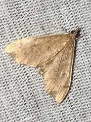 Sericoplaga externalis