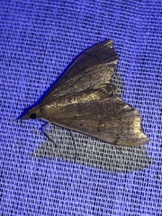 Sericoplaga externalis
