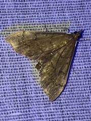 Sericoplaga externalis