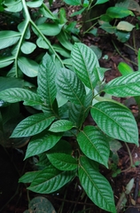 Cananga odorata