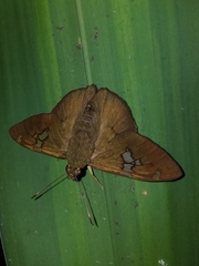 Nascus phocus