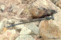 Zygoptera