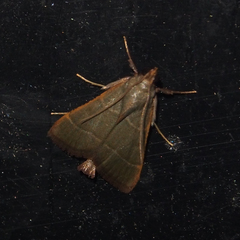 Hypsopygia nonusalis