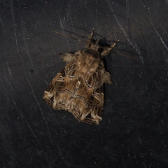 Callopistria flavitincta