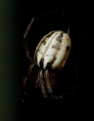 Phonognatha