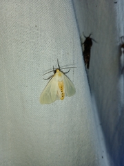 Pareuchaetes pseudoinsulata