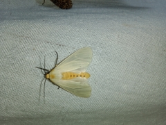 Pareuchaetes pseudoinsulata