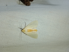 Pareuchaetes pseudoinsulata