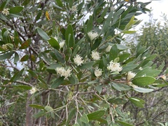 Hakea oleifolia