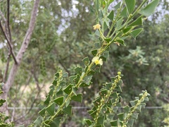 Acacia littorea