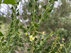 Acacia littorea