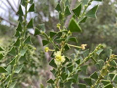 Acacia littorea