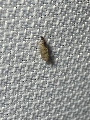 Sympherobius barberi