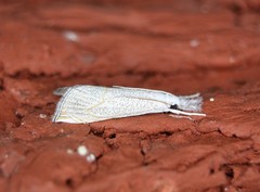 Haimbachia squamulellus