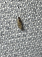 Sympherobius barberi