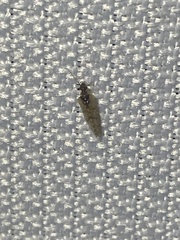 Sympherobius barberi