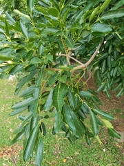Khaya senegalensis