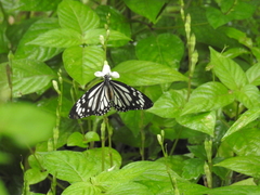 Danaus melanippus edmondii