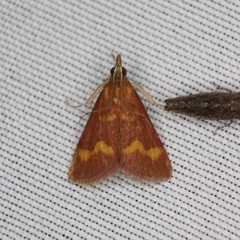 Pyrausta pseuderosnealis