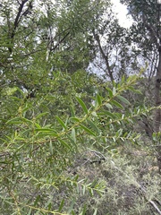 Acacia cochlearis