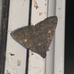Idia diminuendis