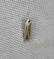 Polyhymno luteostrigella