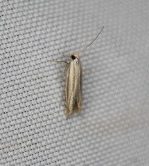 Polyhymno luteostrigella