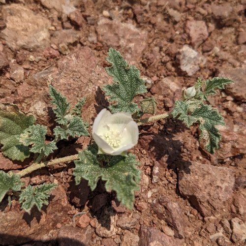 Image of Malvella lepidota by (c) Dominic Gentilcore, some rights reserved (CC BY)