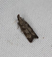 Dichomeris inversella