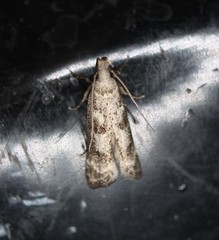 Dichomeris inversella