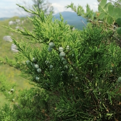 Juniperus pseudosabina