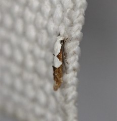 Mompha circumscriptella
