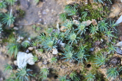 Polytrichadelphus magellanicus