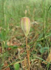 Fritillaria collina