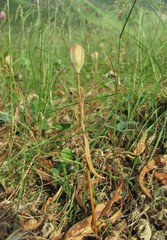 Fritillaria collina