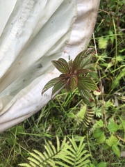 Heterocentron subtriplinervium