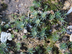 Polytrichadelphus magellanicus