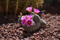 Pelecyphora aselliformis