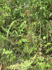 Heterocentron subtriplinervium