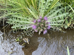 Cirsium scariosum congdonii