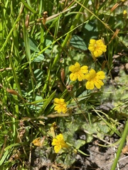 Erythranthe primuloides