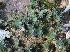 Polytrichadelphus magellanicus