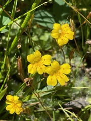 Erythranthe primuloides