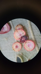 Phylloteras volutellae