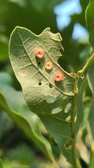 Phylloteras volutellae