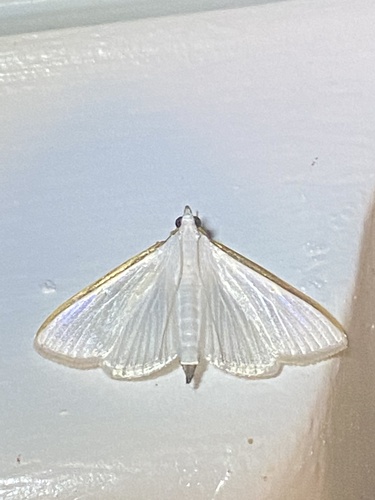 Orange-shouldered Sherbet Moth photo 5