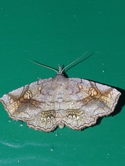 Pangrapta flavomacula