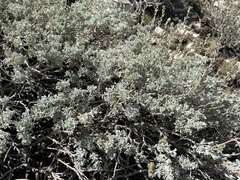 Artemisia rothrockii